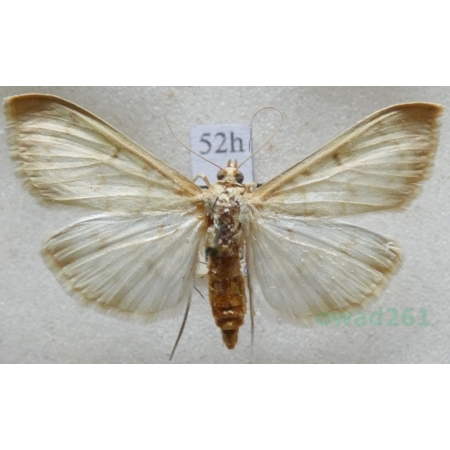 Patania ruralis (Scopoli, 1763) Boczanka brązowianka Czech52h